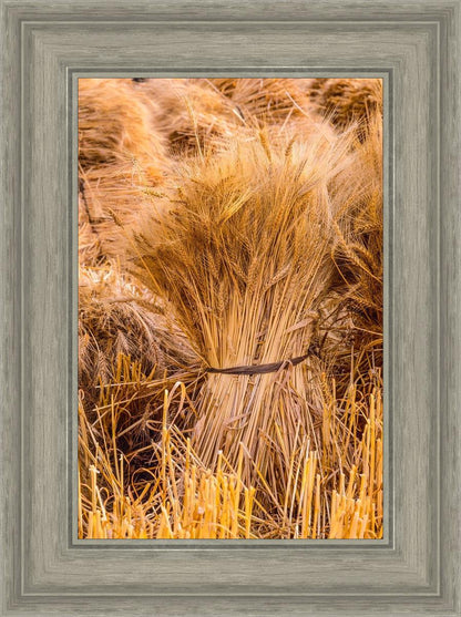 Plate 1 - Guatemala Highlands Shock of Wheat