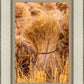 Plate 1 - Guatemala Highlands Shock of Wheat