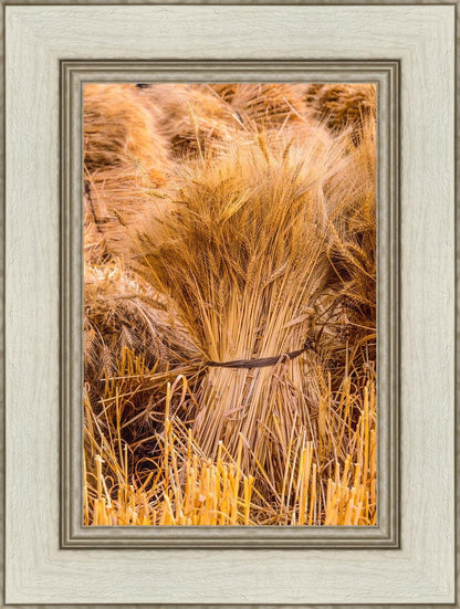 Plate 1 - Guatemala Highlands Shock of Wheat