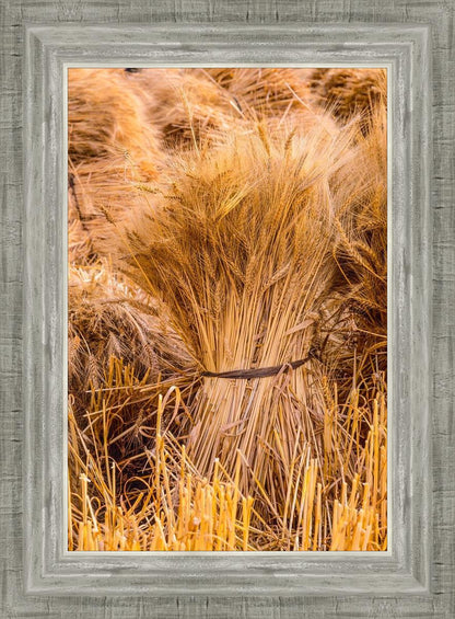 Plate 1 - Guatemala Highlands Shock of Wheat