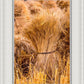 Plate 1 - Guatemala Highlands Shock of Wheat