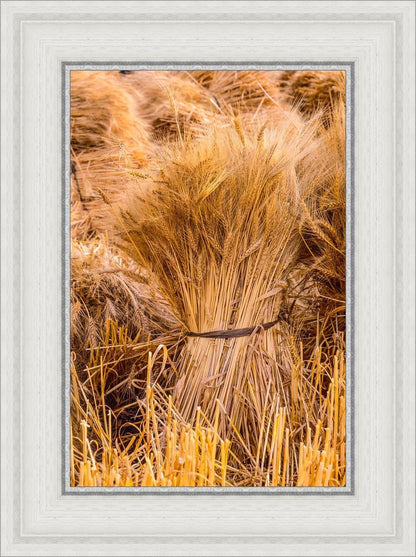 Plate 1 - Guatemala Highlands Shock of Wheat