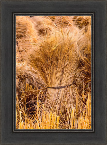 Plate 1 - Guatemala Highlands Shock of Wheat