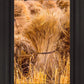 Plate 1 - Guatemala Highlands Shock of Wheat