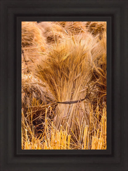 Plate 1 - Guatemala Highlands Shock of Wheat