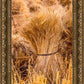 Plate 1 - Guatemala Highlands Shock of Wheat