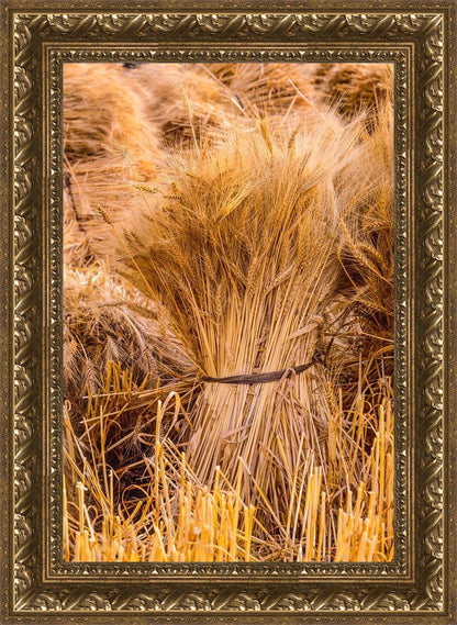 Plate 1 - Guatemala Highlands Shock of Wheat