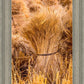 Plate 1 - Guatemala Highlands Shock of Wheat