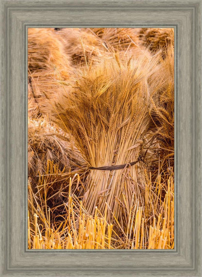 Plate 1 - Guatemala Highlands Shock of Wheat