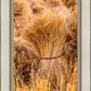 Plate 1 - Guatemala Highlands Shock of Wheat