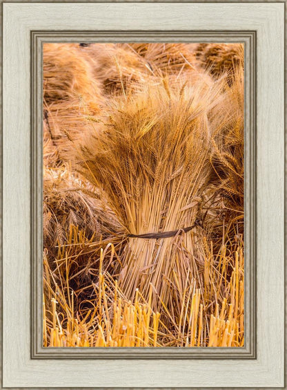 Plate 1 - Guatemala Highlands Shock of Wheat