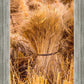 Plate 1 - Guatemala Highlands Shock of Wheat