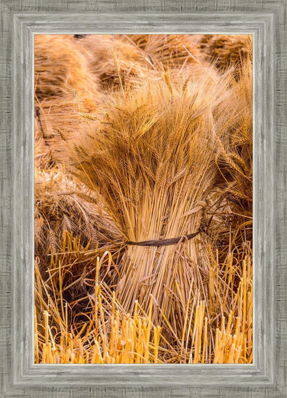Plate 1 - Guatemala Highlands Shock of Wheat