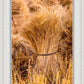 Plate 1 - Guatemala Highlands Shock of Wheat