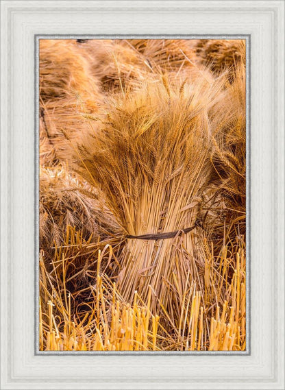 Plate 1 - Guatemala Highlands Shock of Wheat