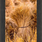 Plate 1 - Guatemala Highlands Shock of Wheat