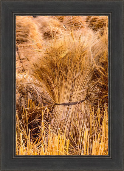 Plate 1 - Guatemala Highlands Shock of Wheat