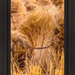 Plate 1 - Guatemala Highlands Shock of Wheat