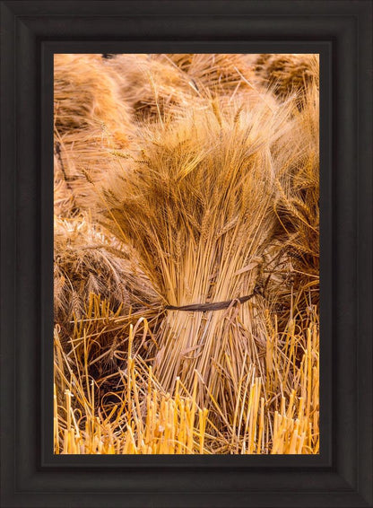 Plate 1 - Guatemala Highlands Shock of Wheat
