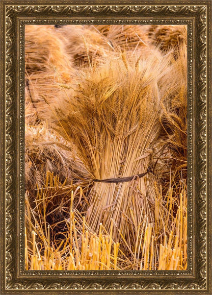 Plate 1 - Guatemala Highlands Shock of Wheat