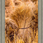 Plate 1 - Guatemala Highlands Shock of Wheat
