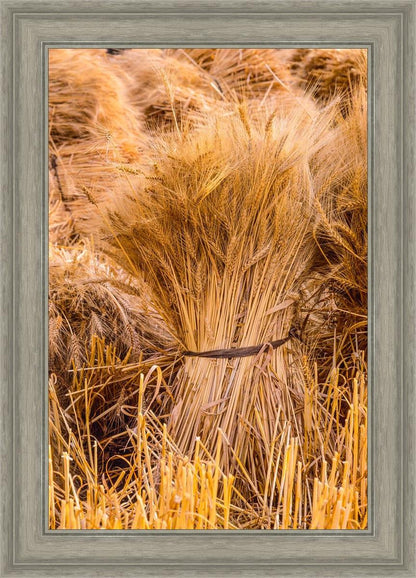 Plate 1 - Guatemala Highlands Shock of Wheat