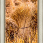 Plate 1 - Guatemala Highlands Shock of Wheat
