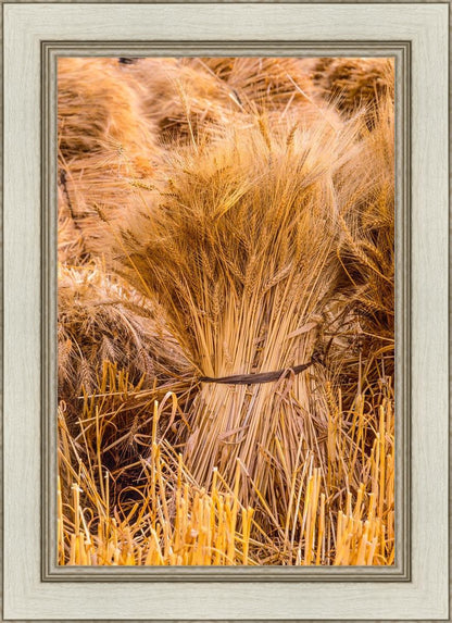 Plate 1 - Guatemala Highlands Shock of Wheat