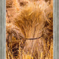 Plate 1 - Guatemala Highlands Shock of Wheat