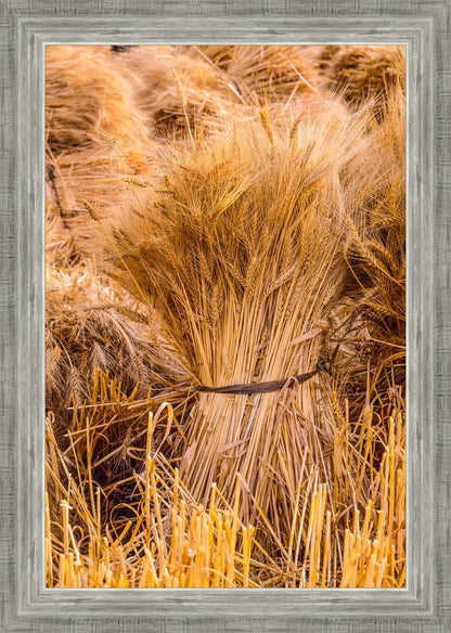 Plate 1 - Guatemala Highlands Shock of Wheat