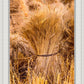 Plate 1 - Guatemala Highlands Shock of Wheat