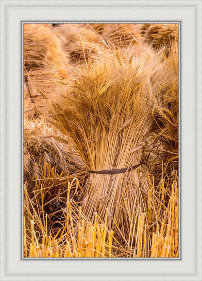 Plate 1 - Guatemala Highlands Shock of Wheat