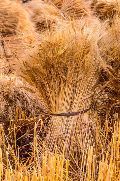 Plate 1 - Guatemala Highlands Shock of Wheat