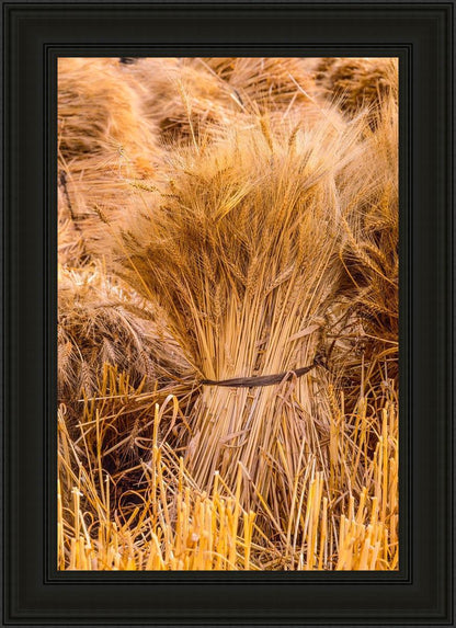 Plate 1 - Guatemala Highlands Shock of Wheat