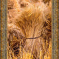 Plate 1 - Guatemala Highlands Shock of Wheat