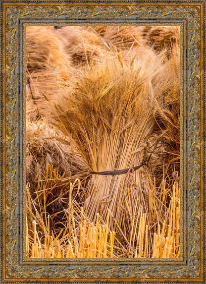 Plate 1 - Guatemala Highlands Shock of Wheat