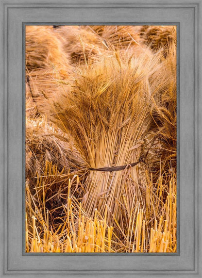 Plate 1 - Guatemala Highlands Shock of Wheat