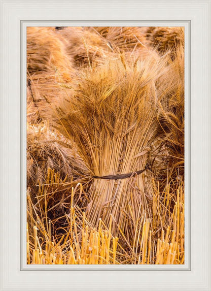 Plate 1 - Guatemala Highlands Shock of Wheat