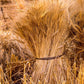 Plate 1 - Guatemala Highlands Shock of Wheat