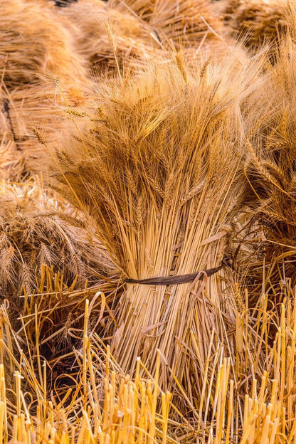 Plate 1 - Guatemala Highlands Shock of Wheat