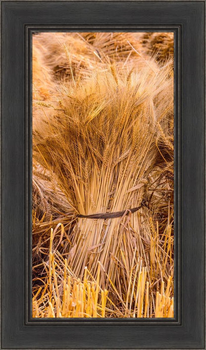 Plate 1 - Guatemala Highlands Shock of Wheat