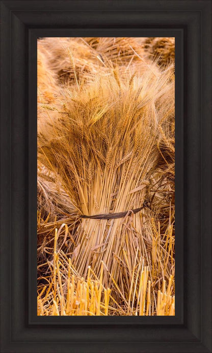 Plate 1 - Guatemala Highlands Shock of Wheat