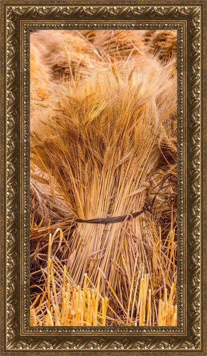 Plate 1 - Guatemala Highlands Shock of Wheat