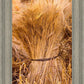 Plate 1 - Guatemala Highlands Shock of Wheat