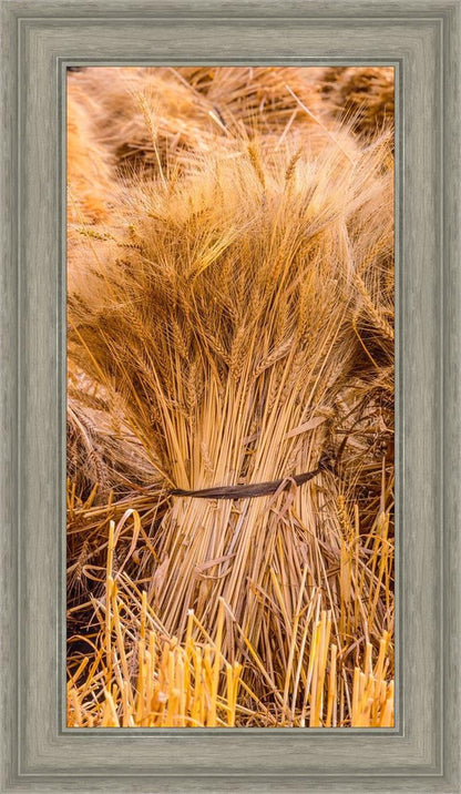 Plate 1 - Guatemala Highlands Shock of Wheat