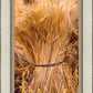 Plate 1 - Guatemala Highlands Shock of Wheat