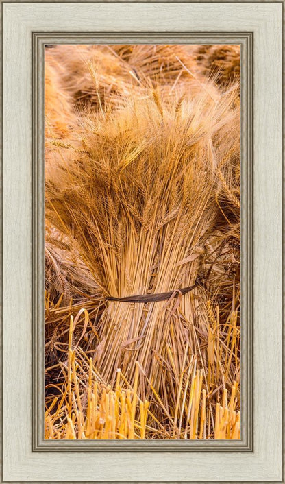 Plate 1 - Guatemala Highlands Shock of Wheat