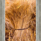 Plate 1 - Guatemala Highlands Shock of Wheat