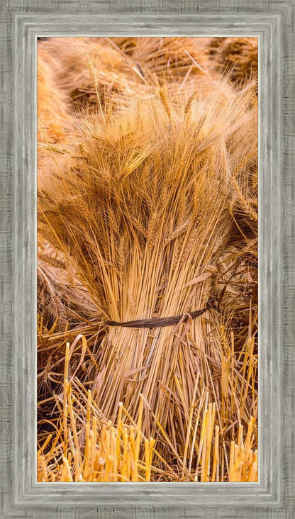 Plate 1 - Guatemala Highlands Shock of Wheat