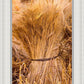 Plate 1 - Guatemala Highlands Shock of Wheat